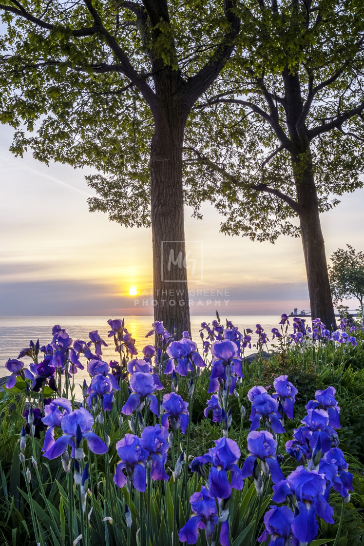 "Iris Sunrise" stock image