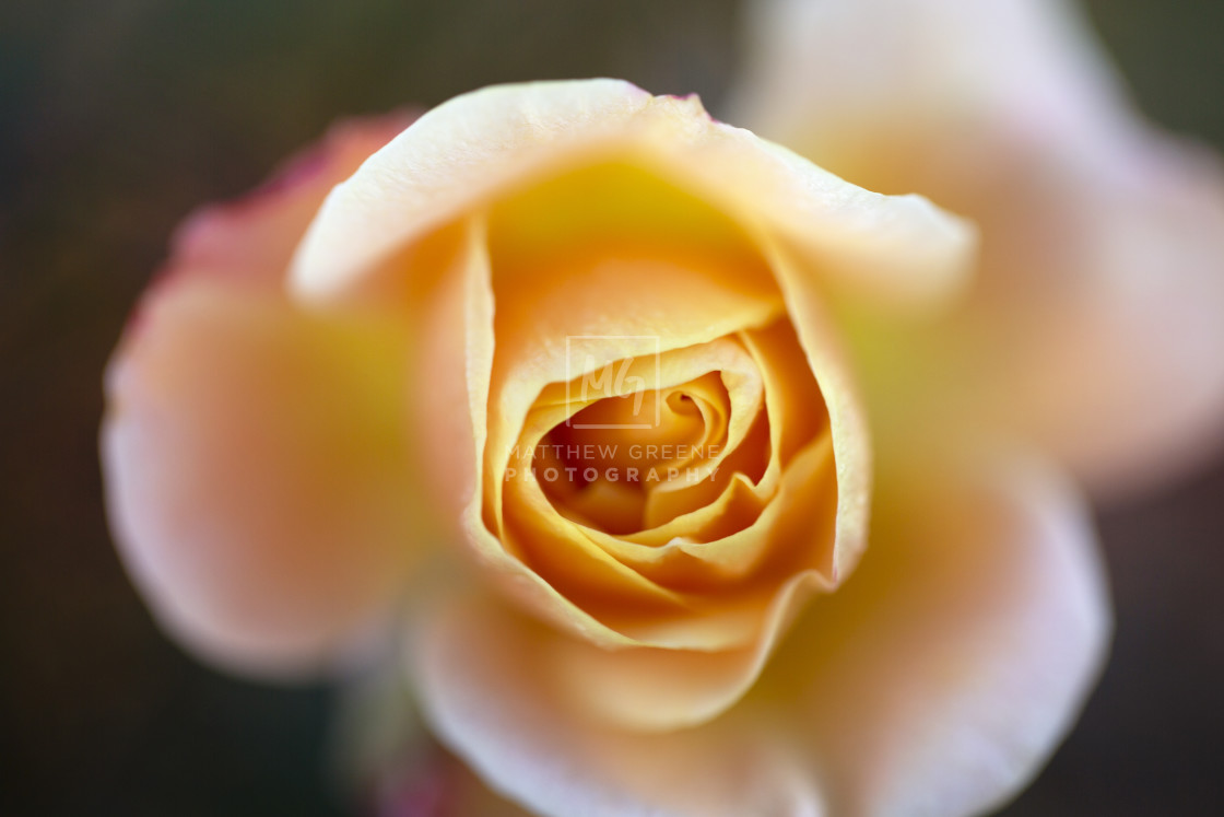 "Enchanting Rose" stock image