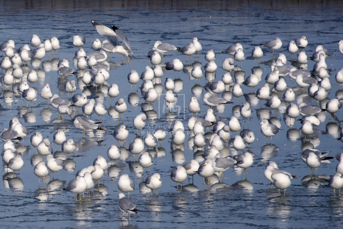 "Gulls on Ice (closeup)" stock image