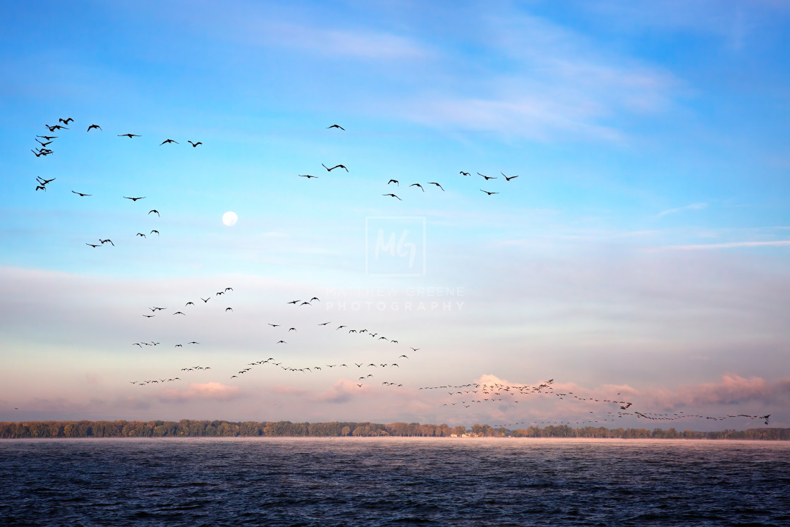 "Canada Geese Migration #2" stock image