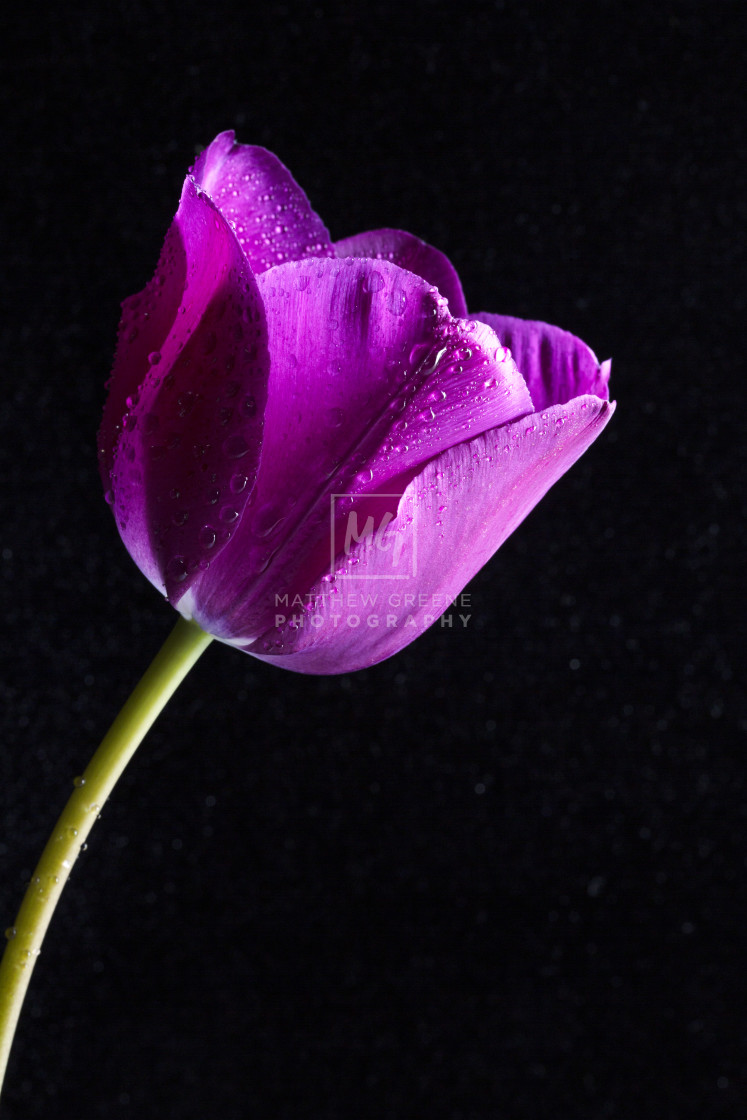 "Purple Tulip" stock image