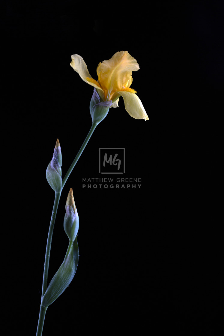 "Yellow Iris" stock image