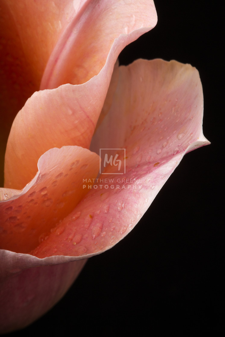 "Pink Tulip #2" stock image