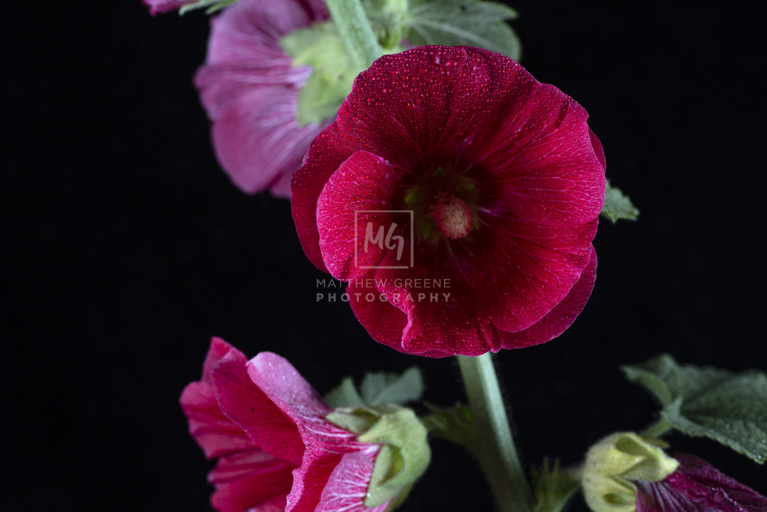 "Red and Pink Hollyhocks #3" stock image