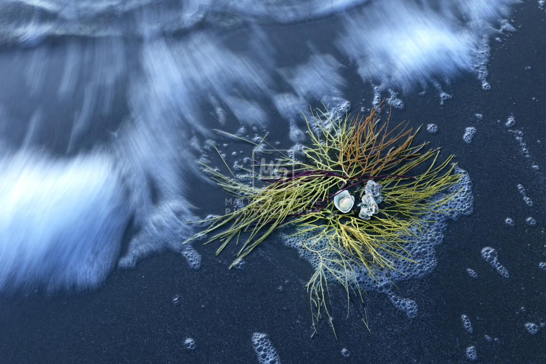 "Sea Fan Coral Study #2" stock image