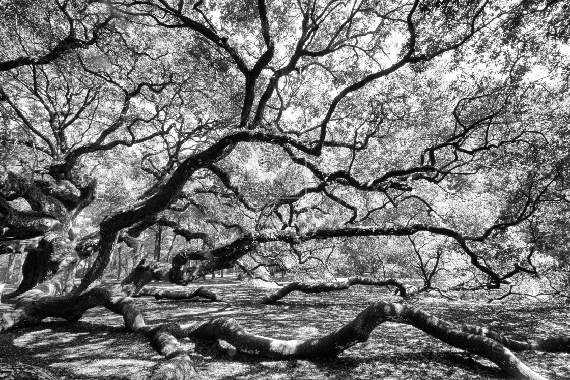 "Angel Oak #2" stock image