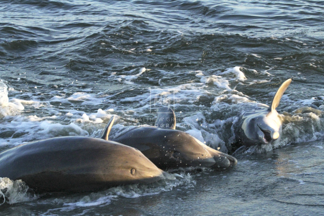 "Dolphins Stranding" stock image