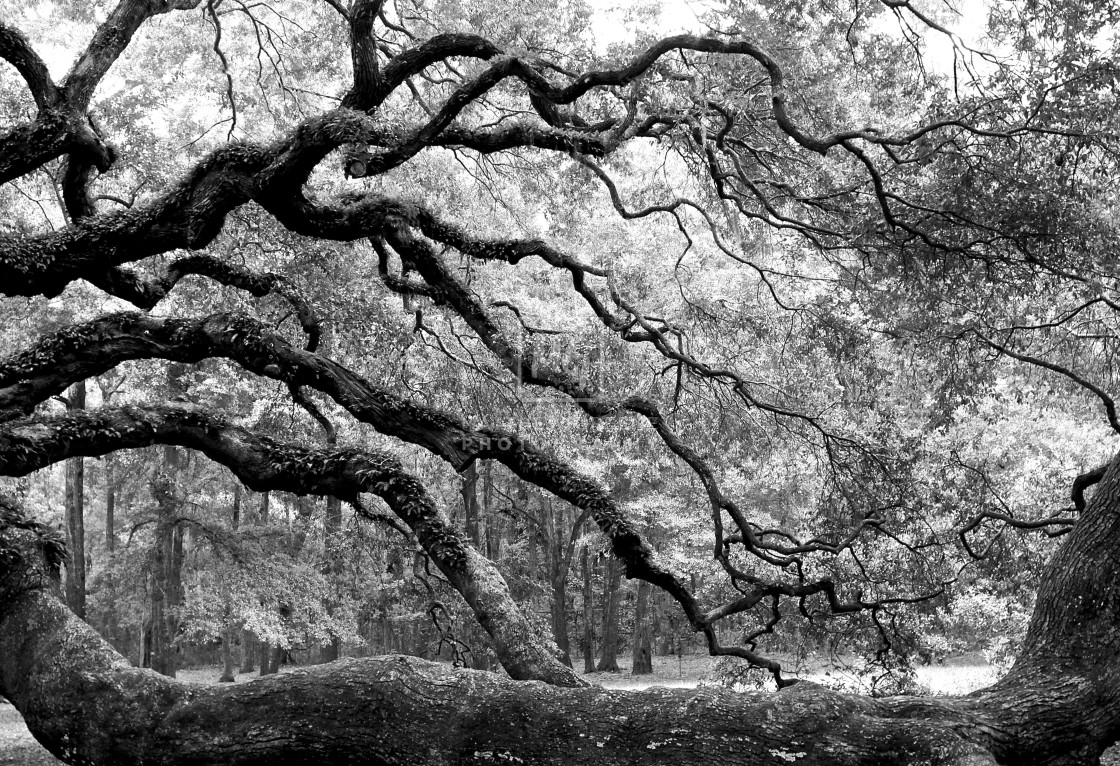 "Angel Oak" stock image