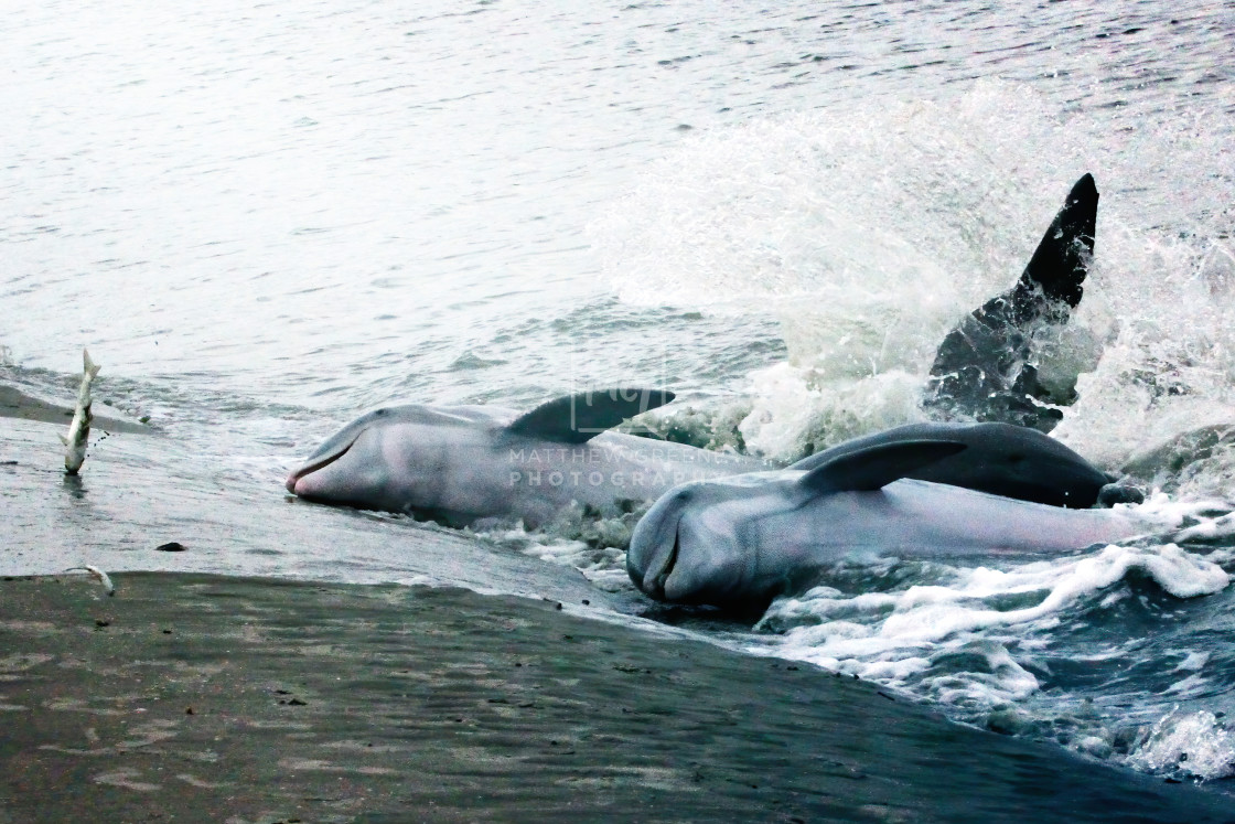 "Dolphins Stranding II" stock image