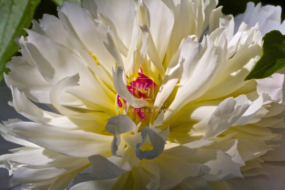 "White Peony" stock image