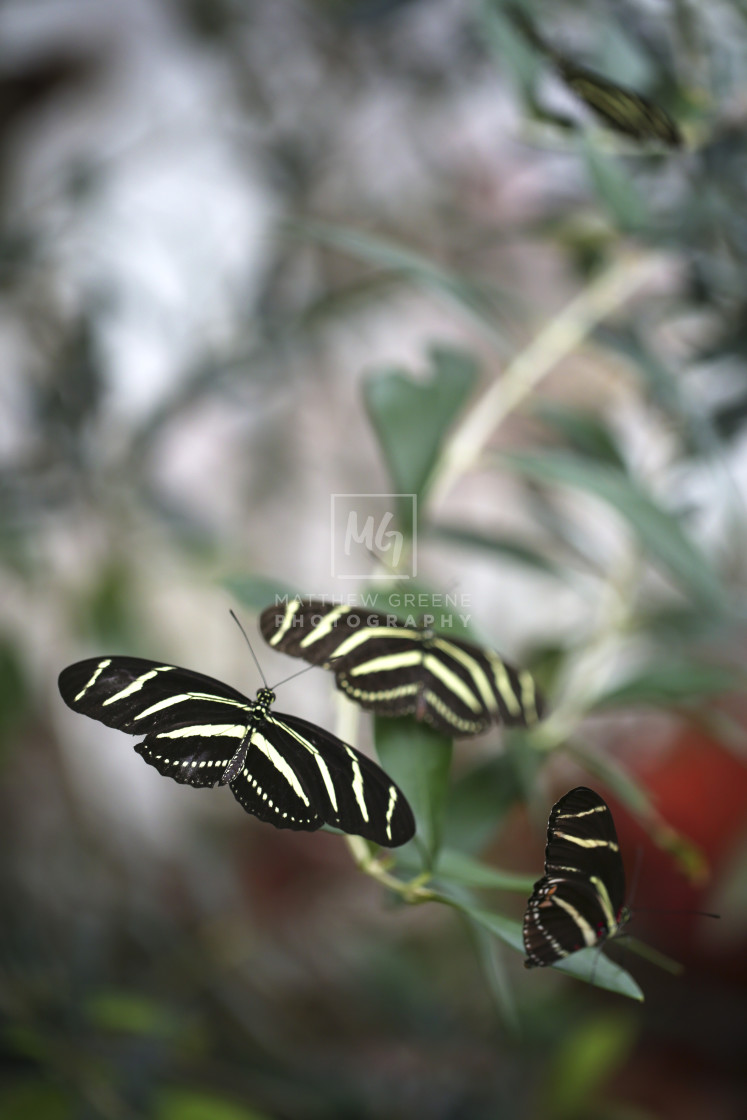 "Butterflies in the Garden #2" stock image