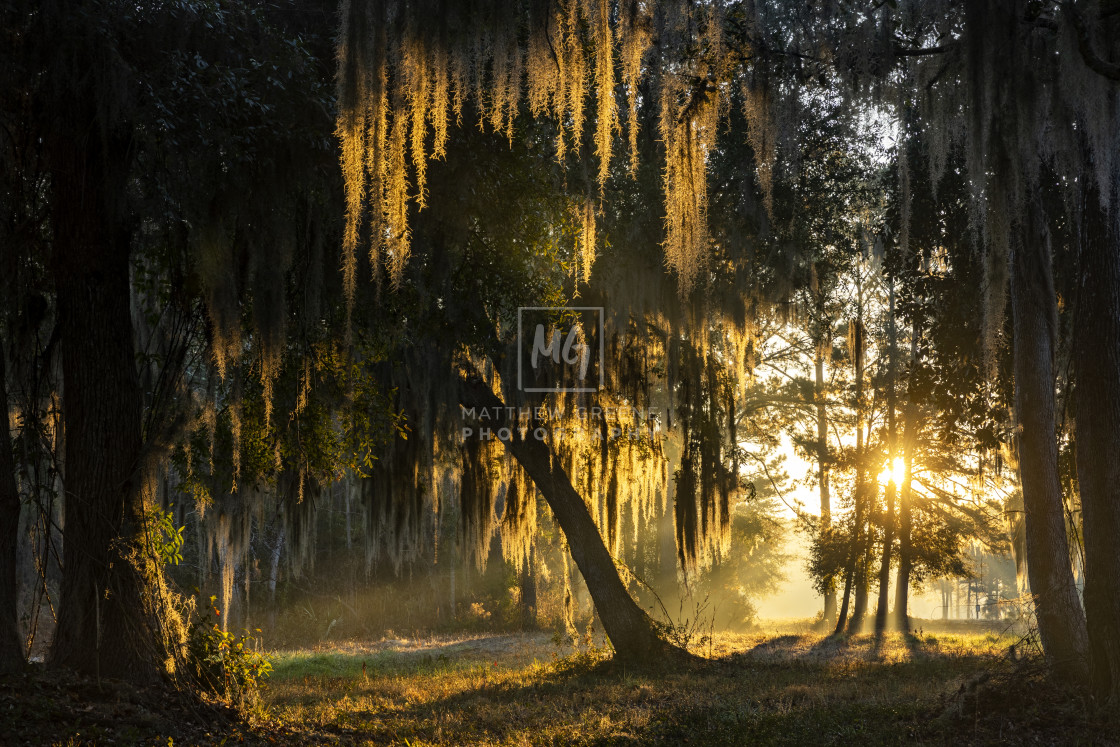 "Spanish Moss of Gold" stock image