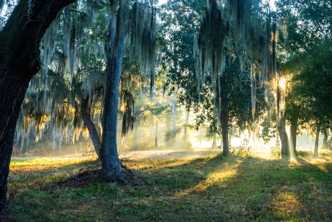 "Green and Gold" stock image