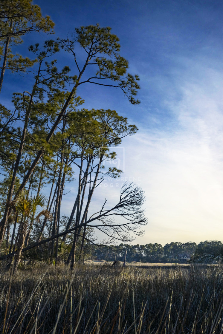 "Morning in the Marsh" stock image