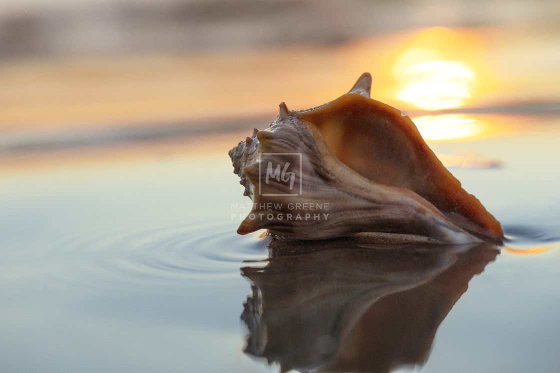 "Whelk Seashell #3" stock image