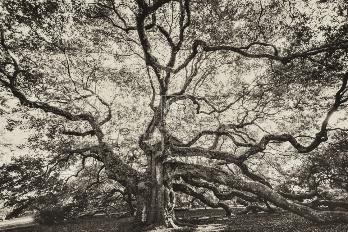 "Angel Oak #3" stock image