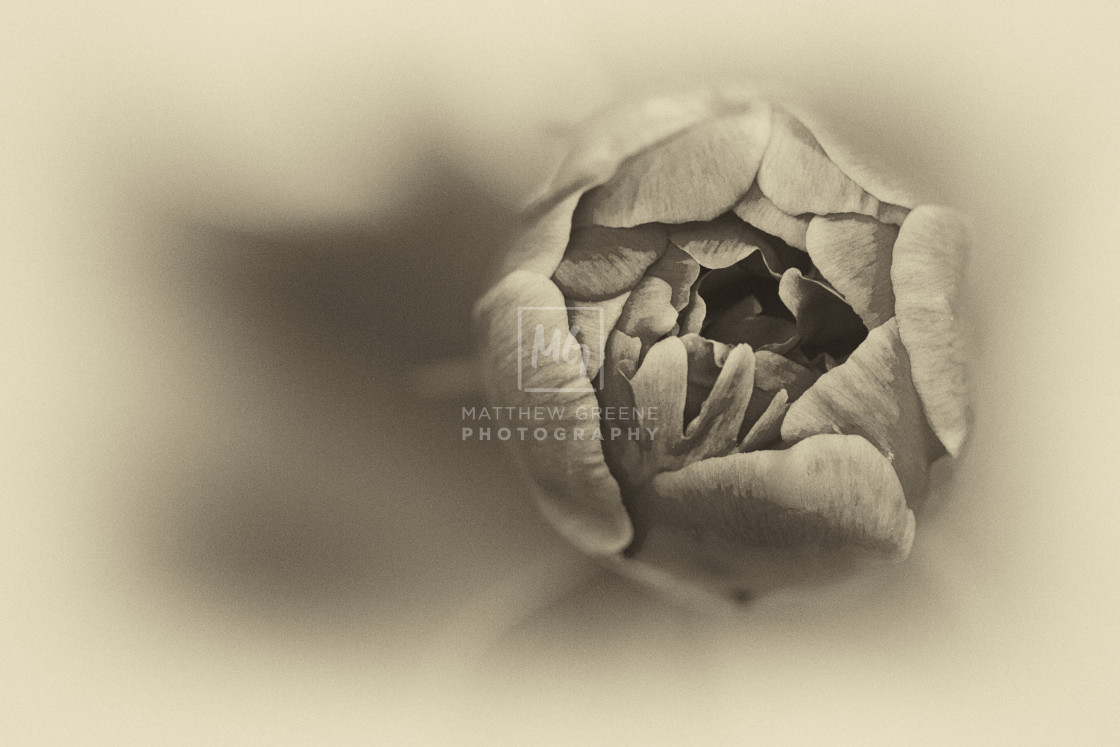 "Blooming Peony - Sepia" stock image