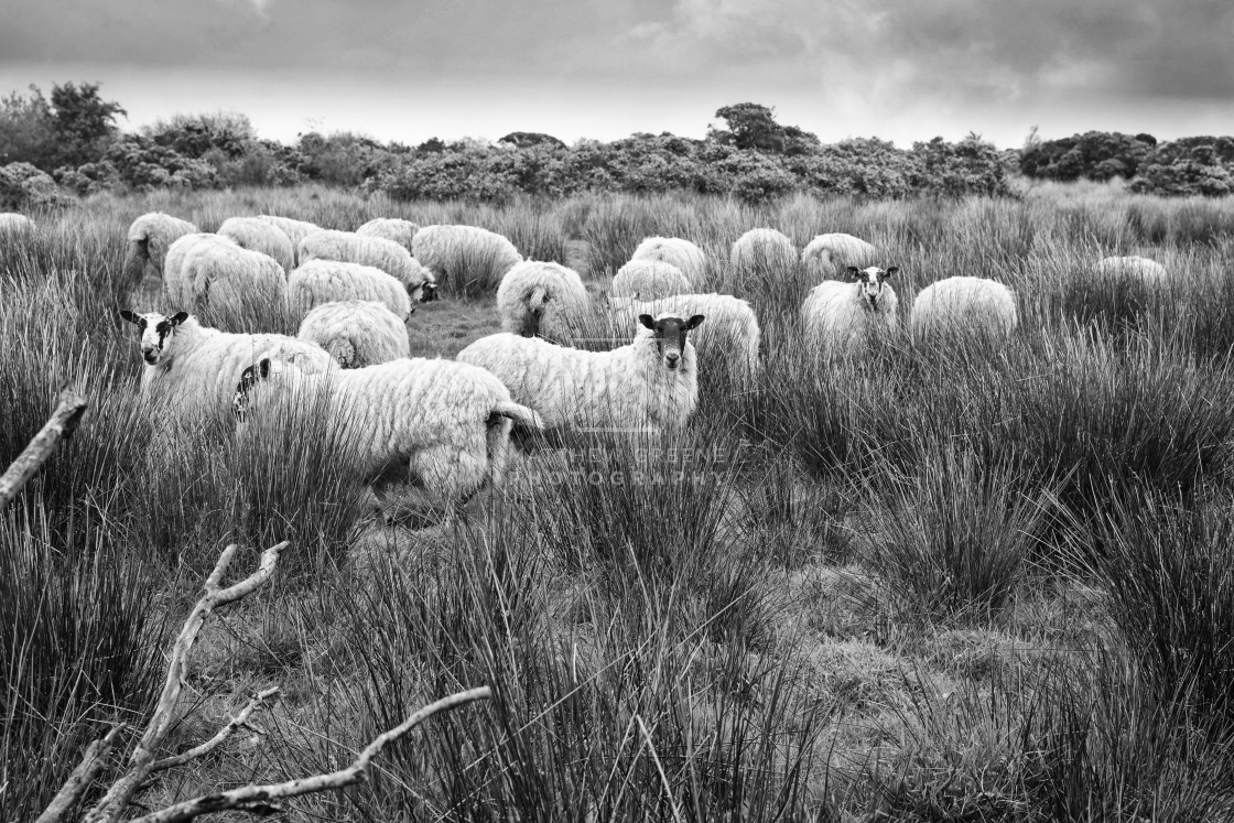 "Sheep on the hillside - Black and White" stock image