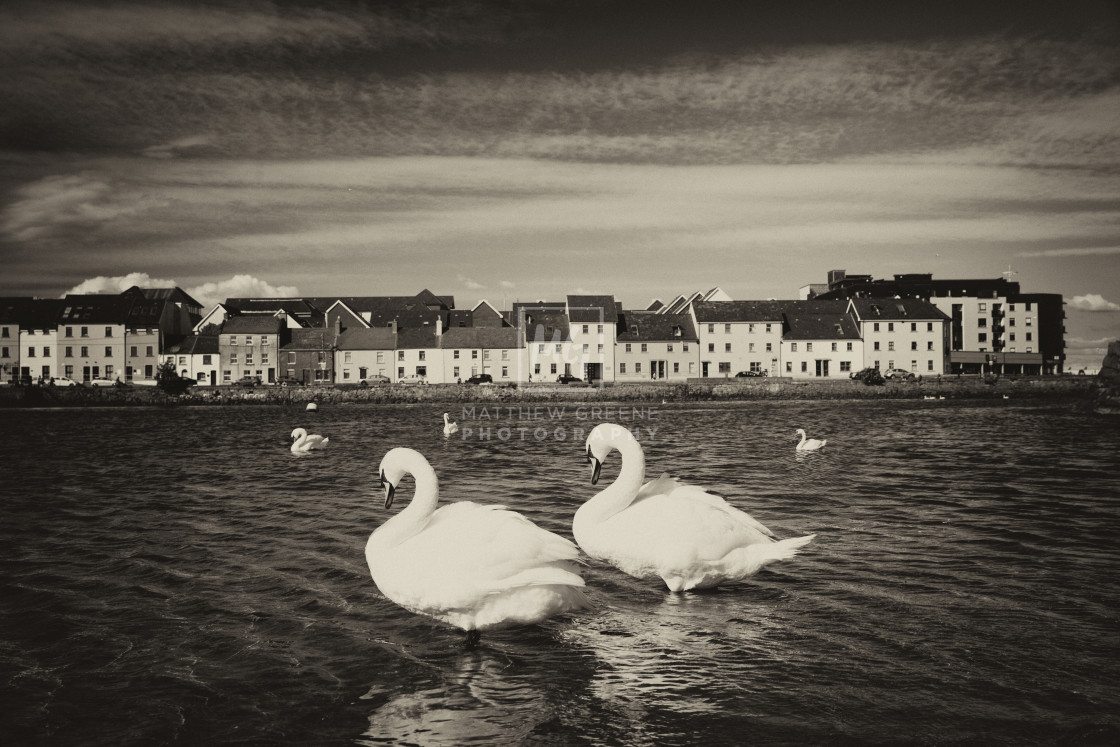 "Swans in Galway Bay - Sepia" stock image