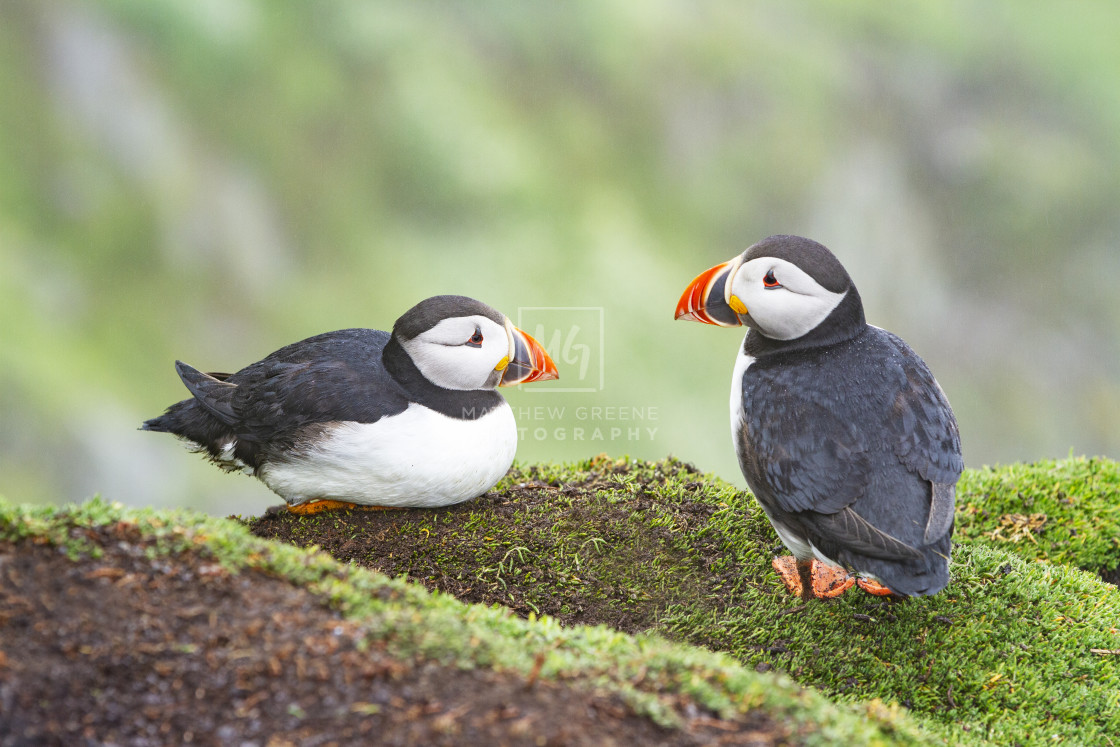 "Puffin Chat" stock image