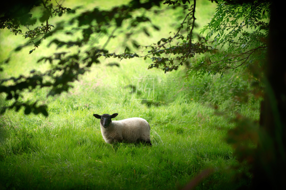 "Sheep in the Trees" stock image