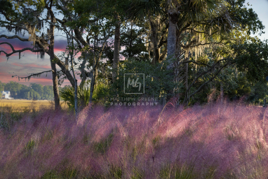 "Pink Grass on a Pink Morning" stock image