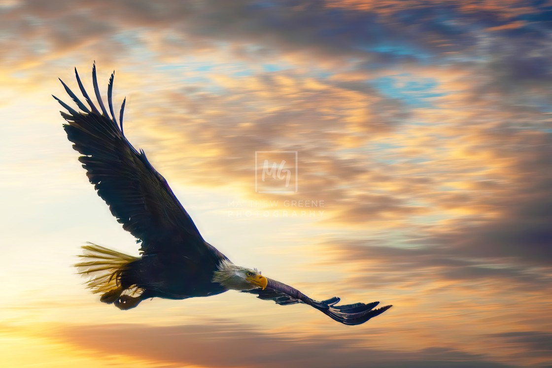 "The American Bald Eagle" stock image