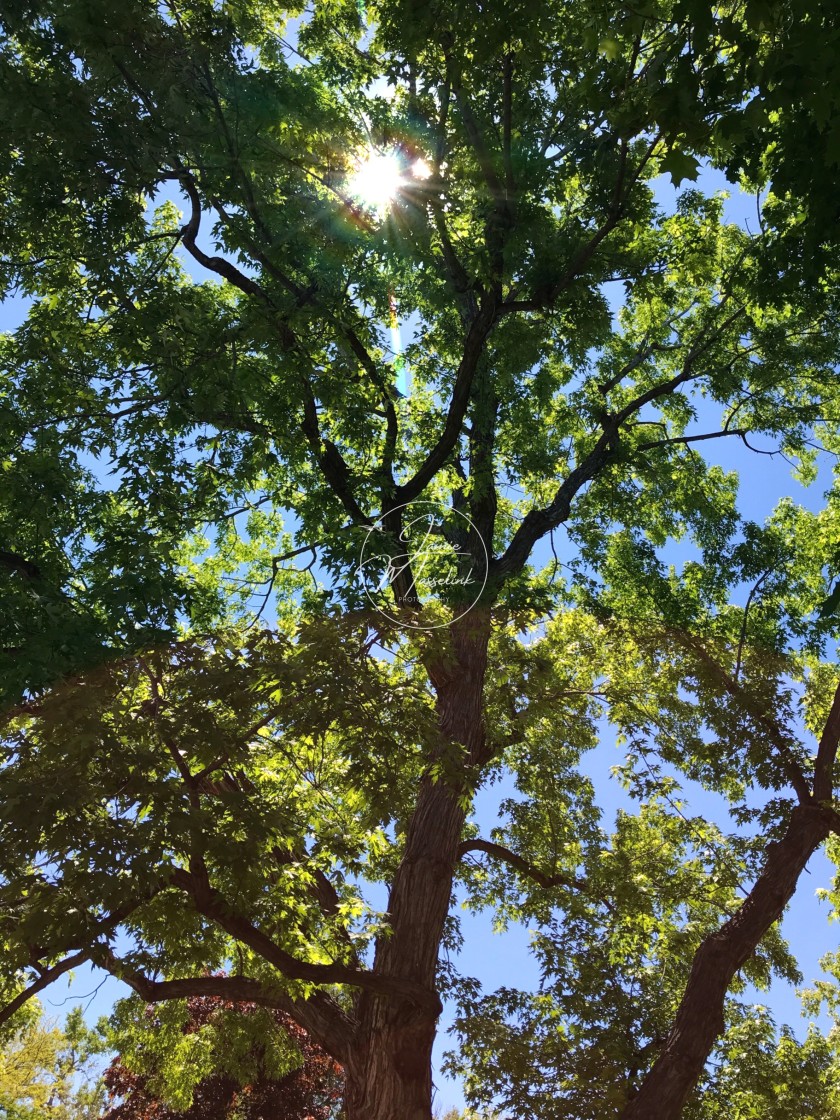 "Sun through the trees" stock image