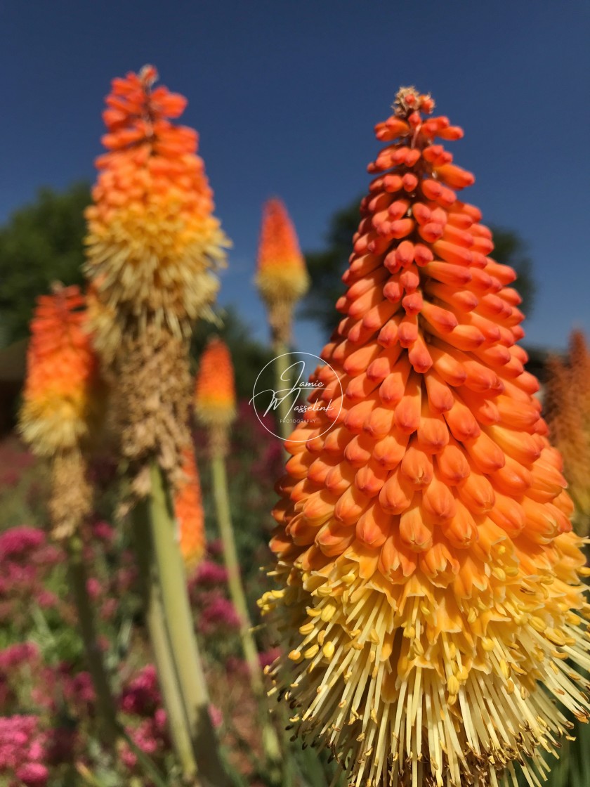 "Red Hot Poker!" stock image