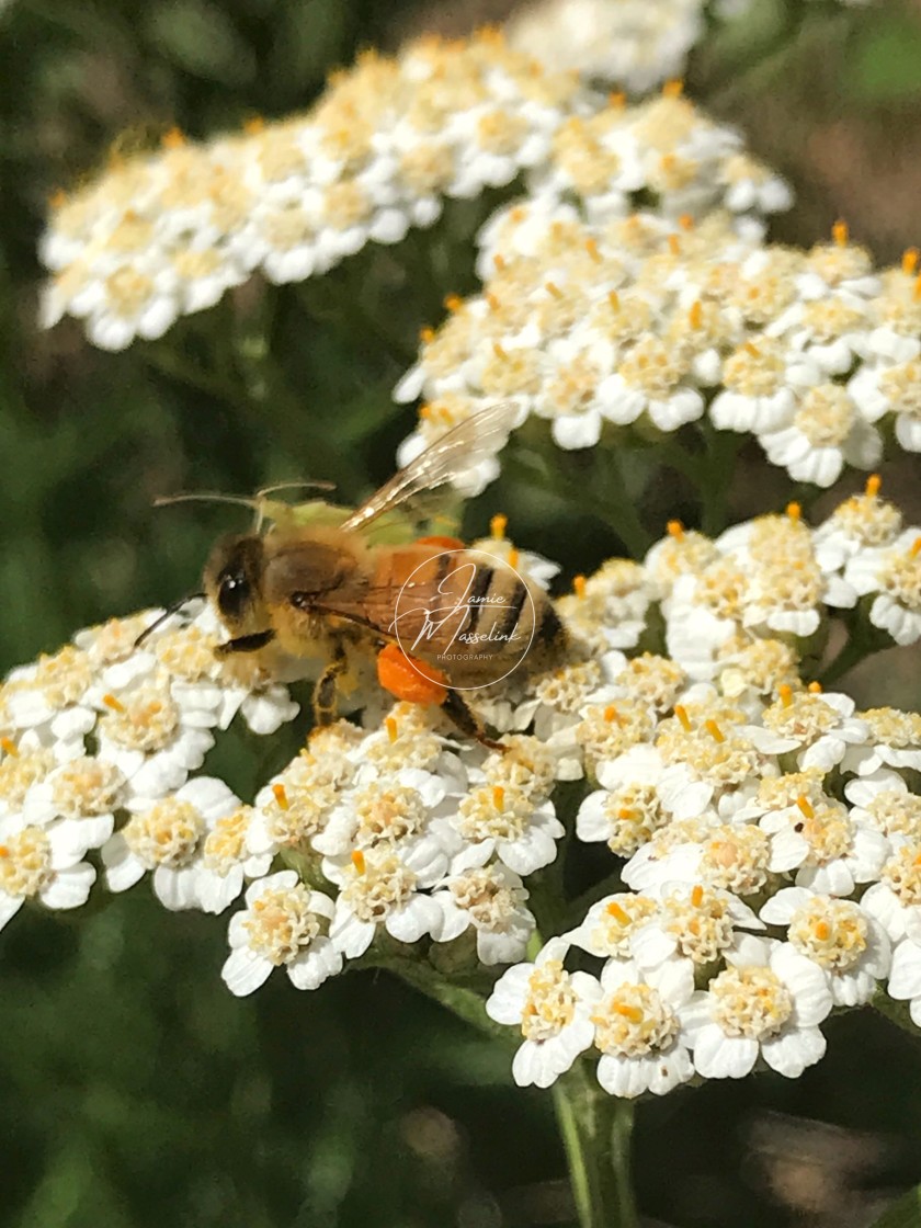 "Bee Full of Pollen" stock image