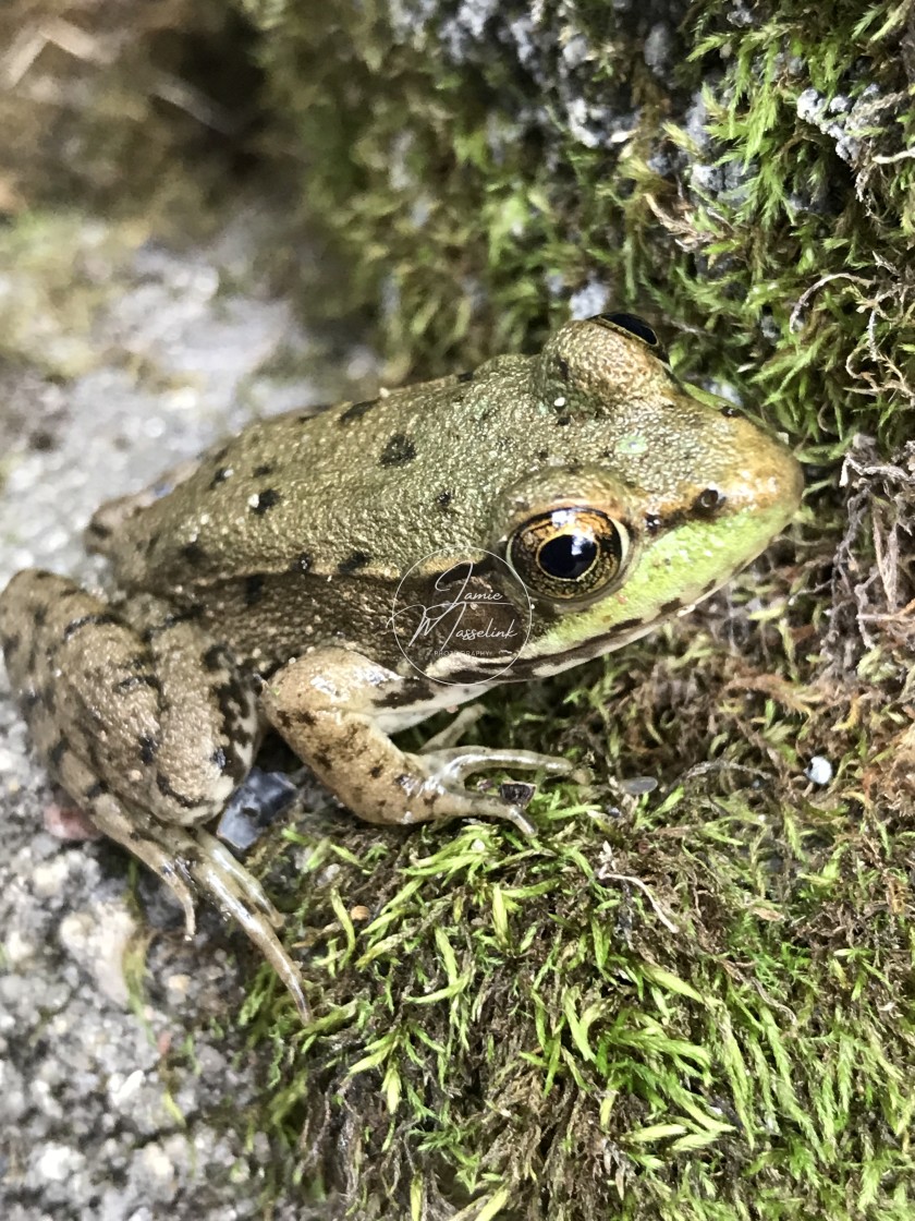 "Michigan Frog" stock image