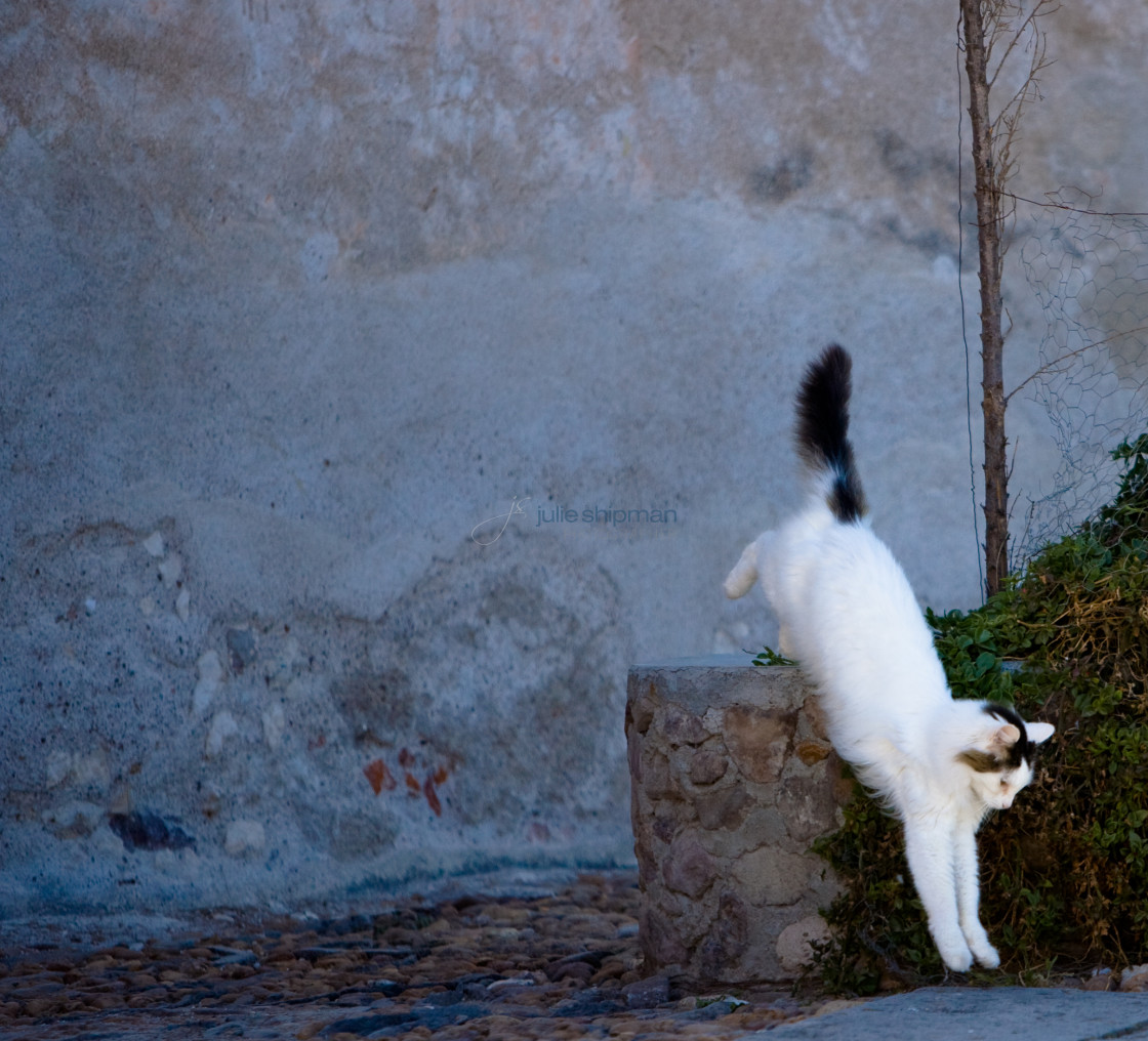 "Cat Leap" stock image