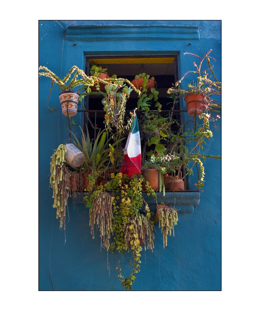 "Window, Flag & Plants" stock image