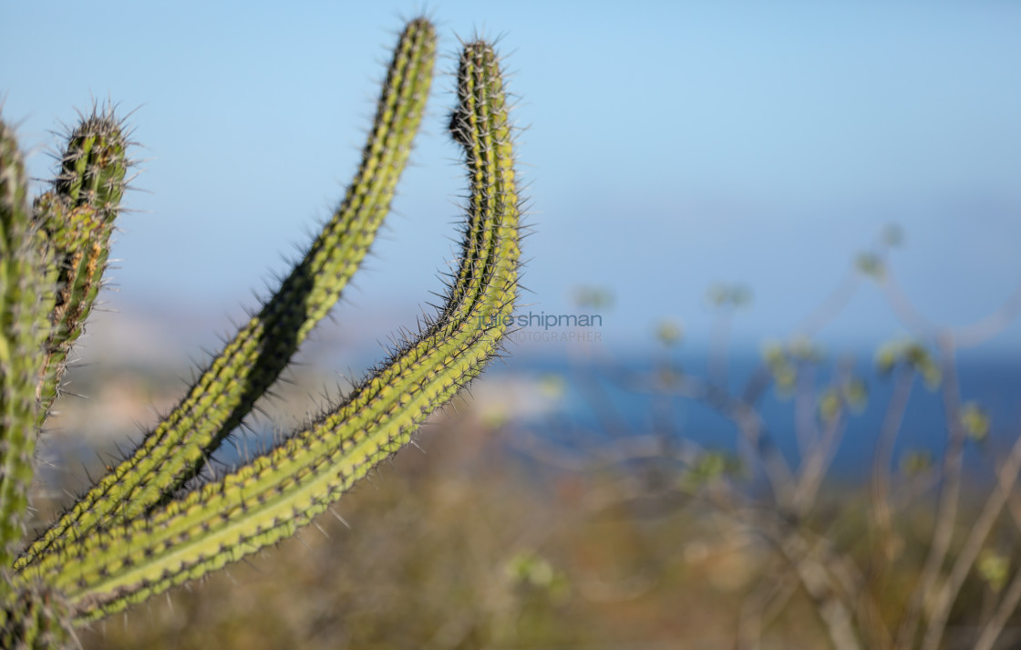 "Cacti Over Sea of Cortez" stock image