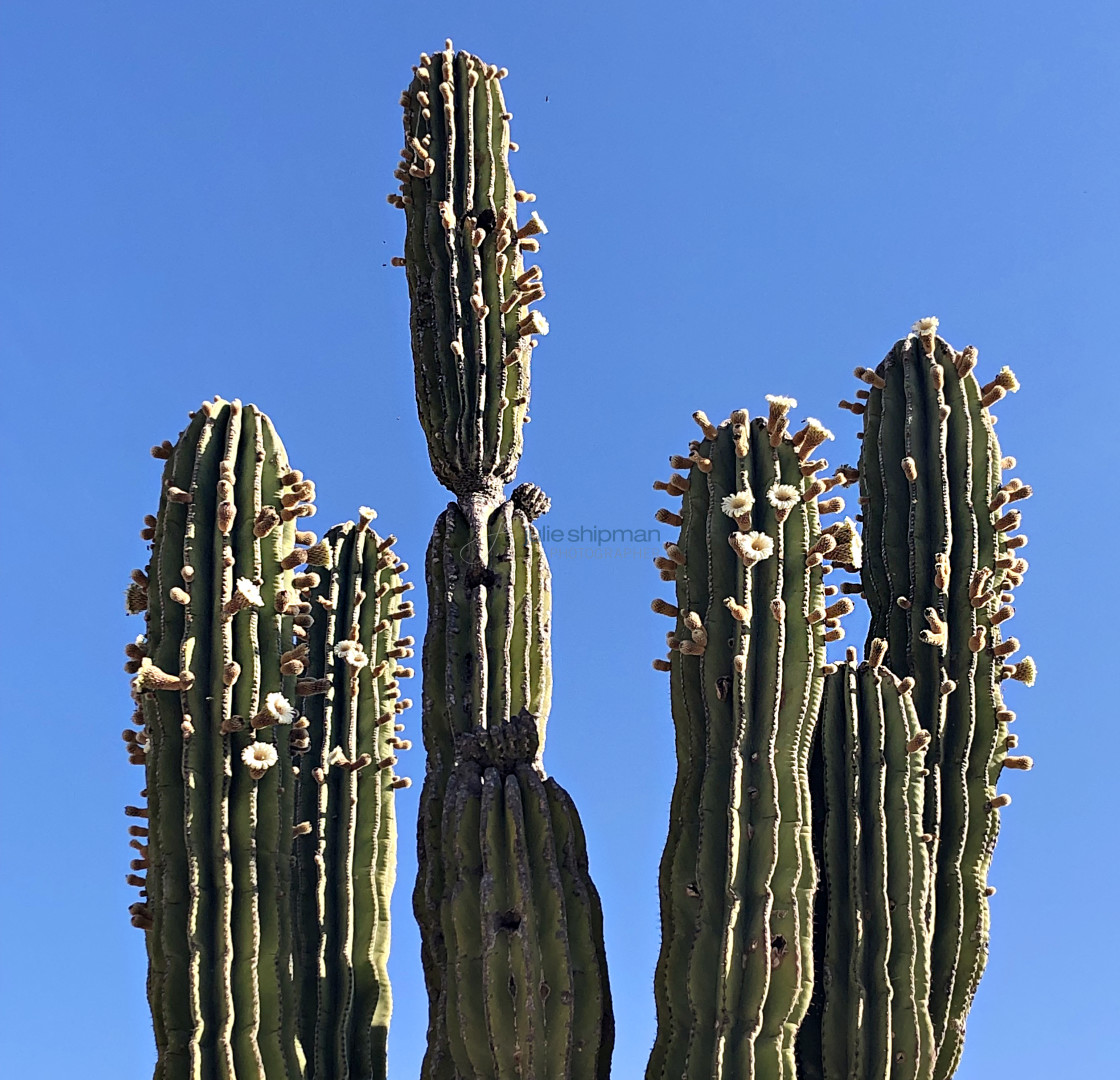 "Cacti Blooms" stock image