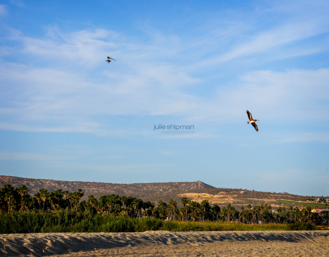 "Bird and Man in Flight" stock image