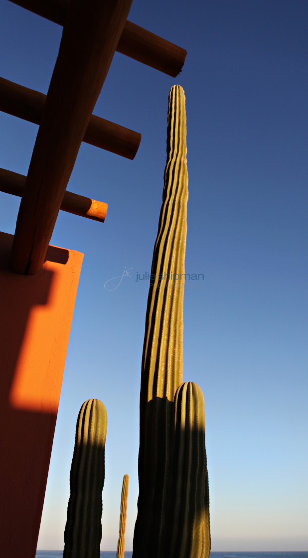 "Reaching to the Sky" stock image