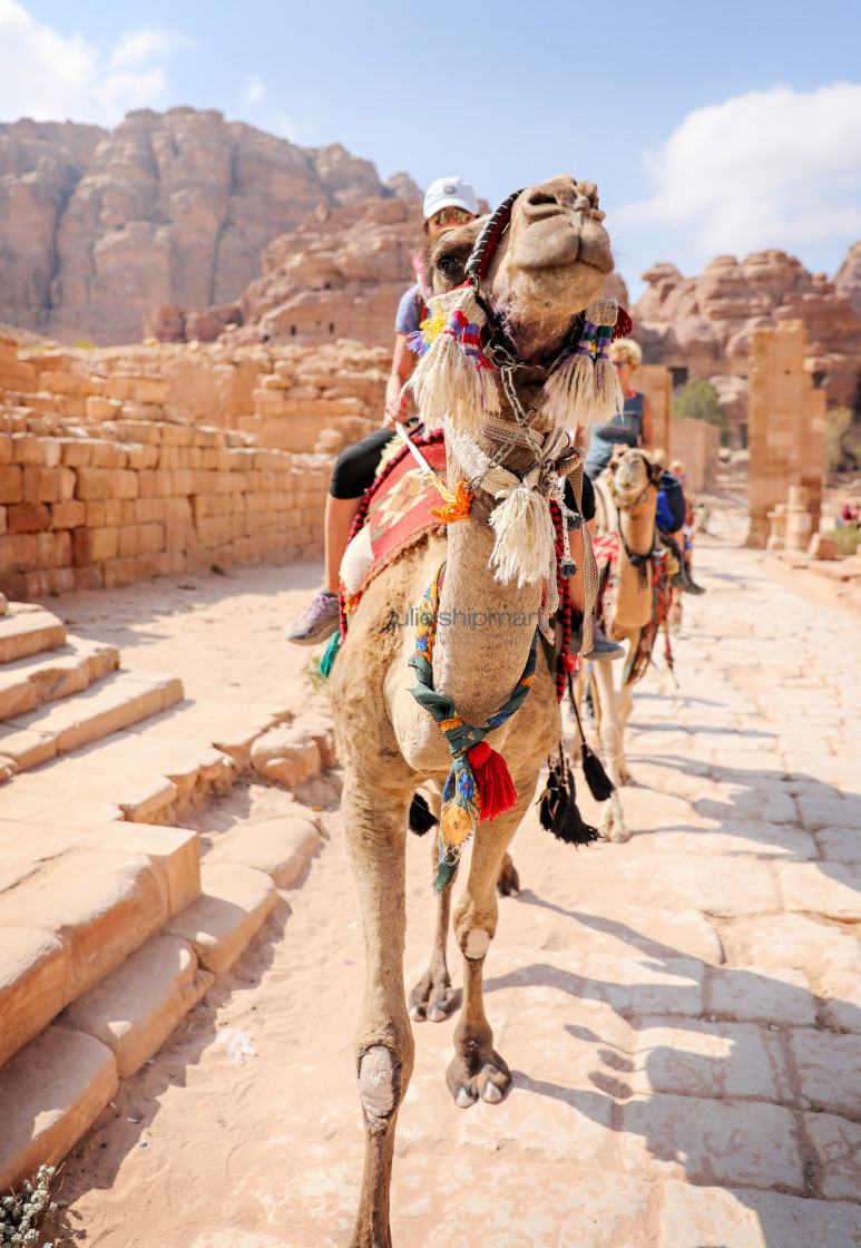 "Camel Journey through Petra" stock image