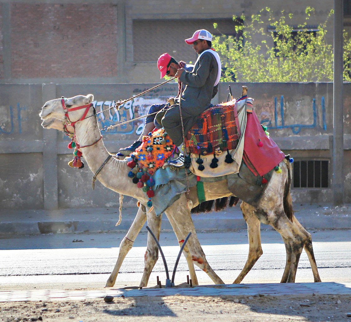 "Driving our Camels down the Street" stock image