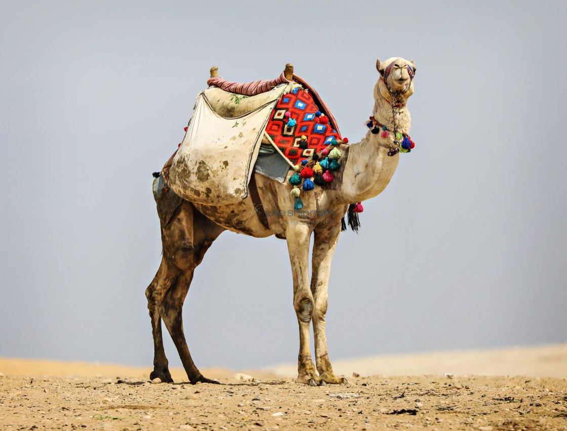 "Camel" stock image