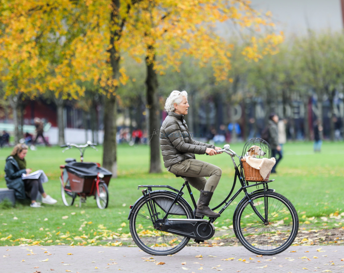 "Dog in a Bike Basket" stock image