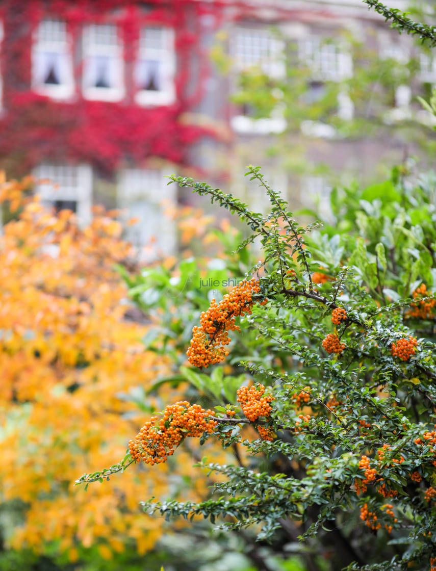 "Fall foliage in Amsterdam" stock image