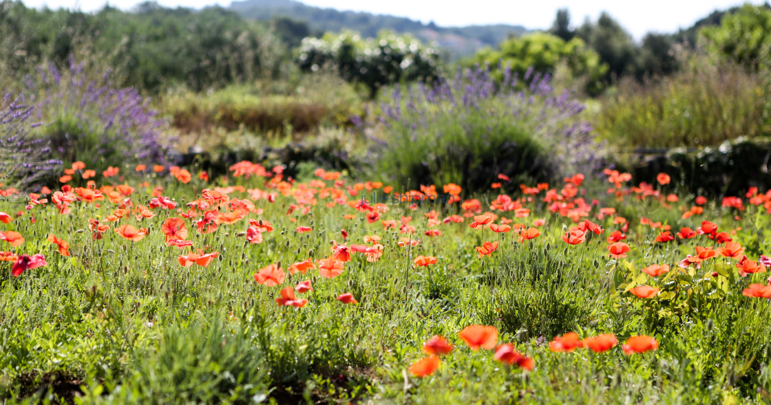 "Field of Poppies" stock image