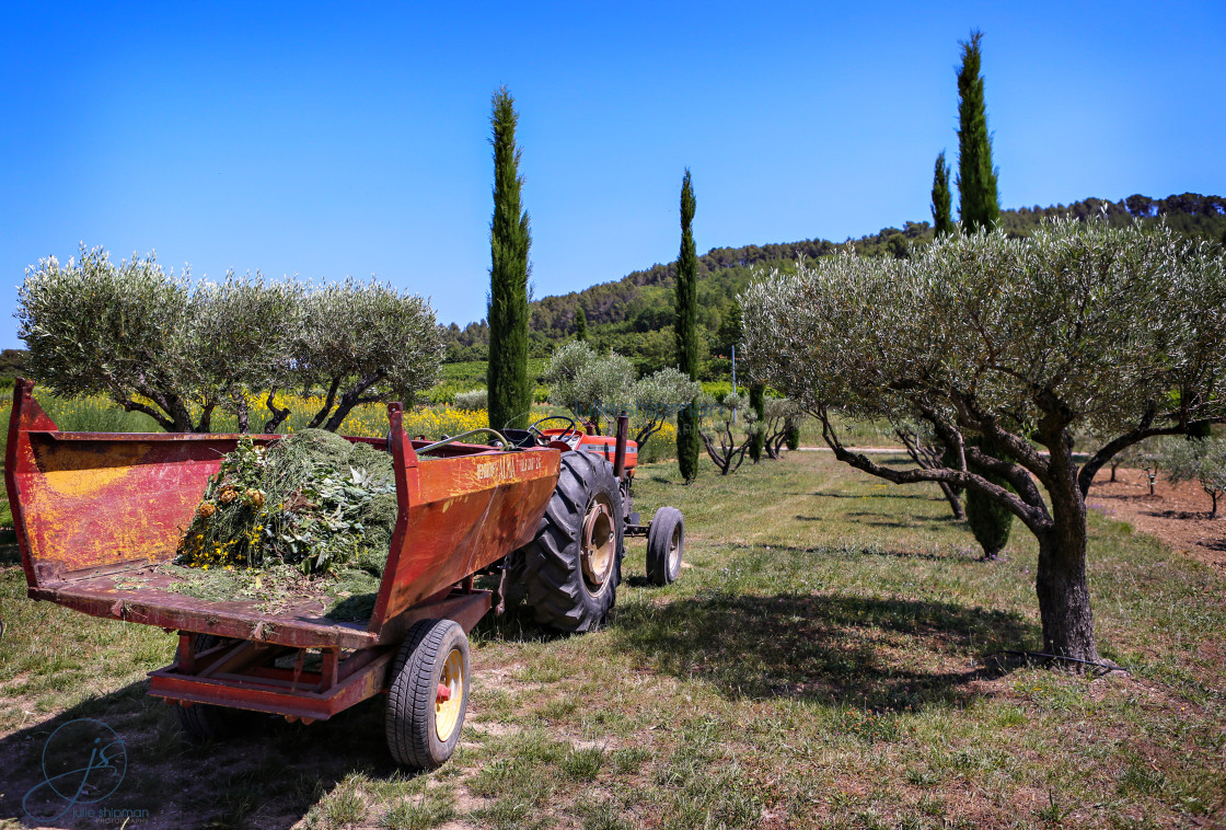 "Red Tractor in Olive Grove" stock image