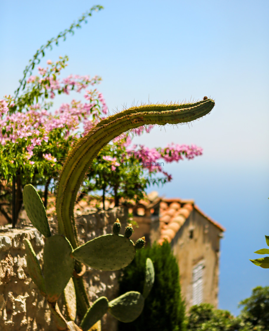 "Cacti Over Eze" stock image