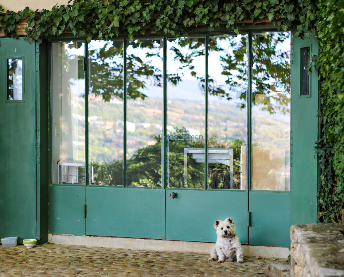 "Small White Dog; Big Green Window" stock image