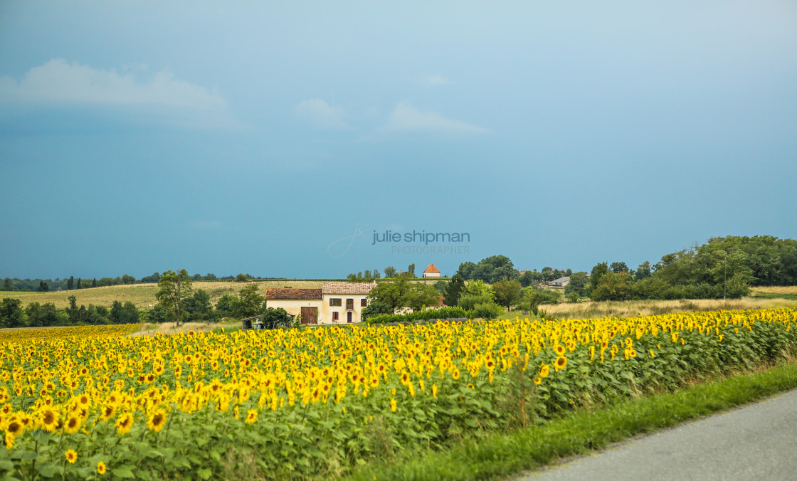 "Sunflowers" stock image