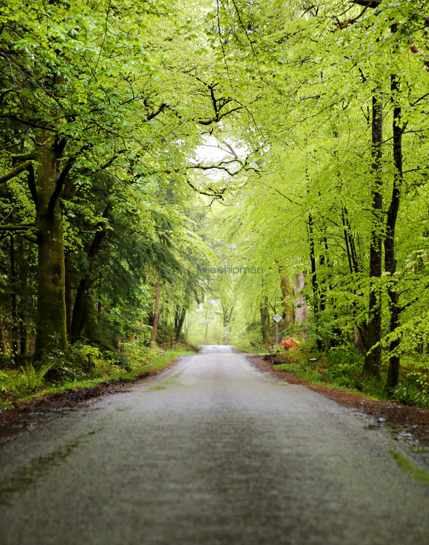 "Tunnel of Green" stock image