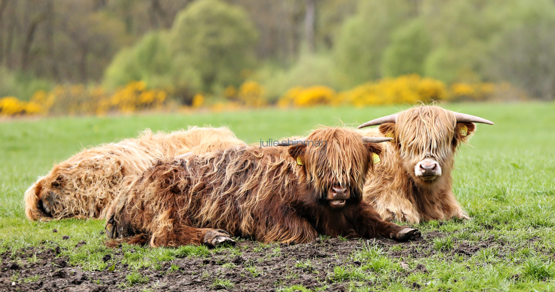 "West Highland Cows" stock image