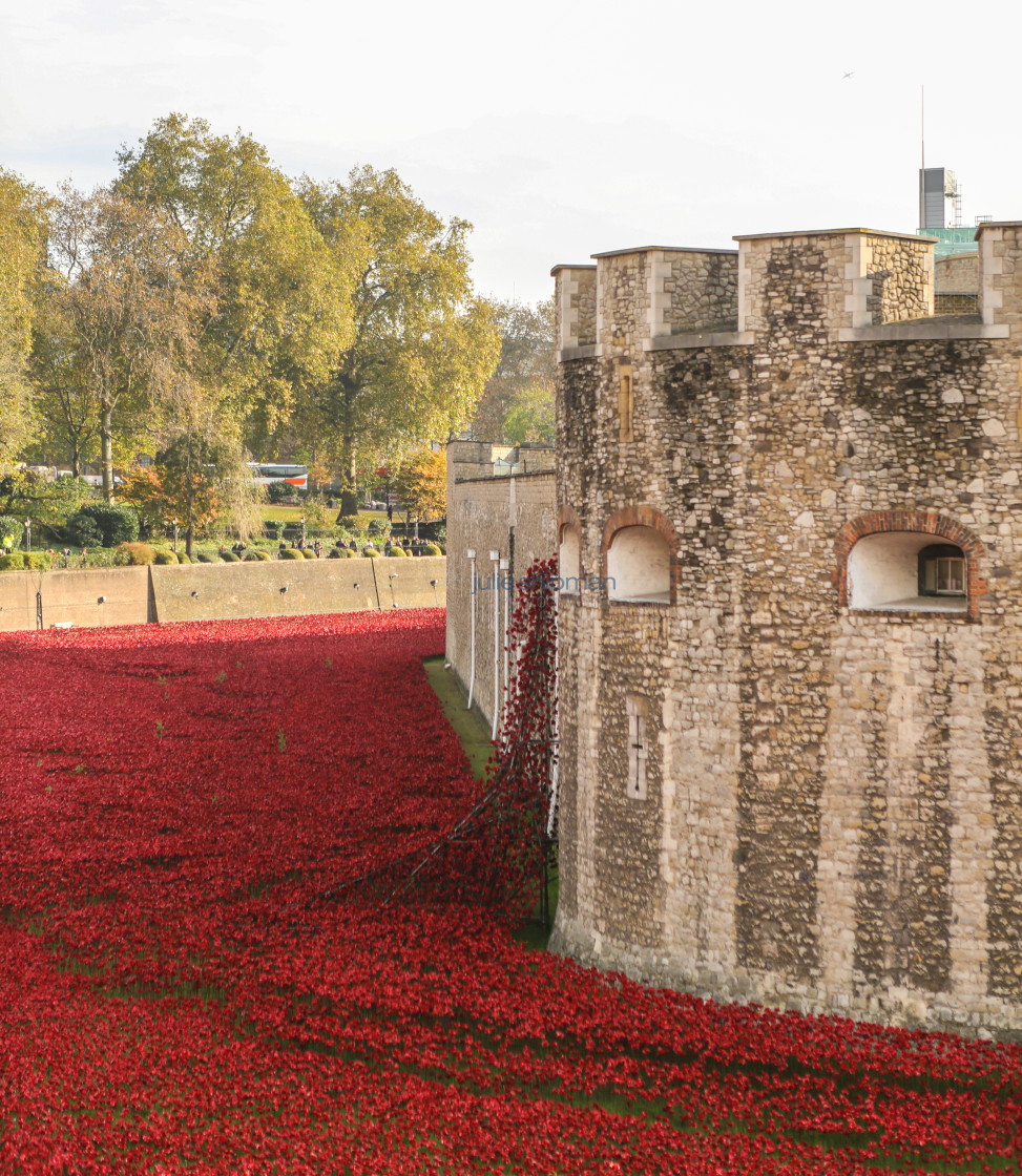 "Poppies in November" stock image